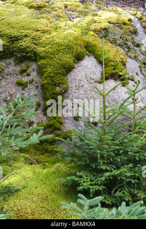 Bloc de granite recouvert de mousse Banque D'Images