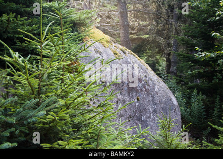 Bloc de granite dans les bois Banque D'Images