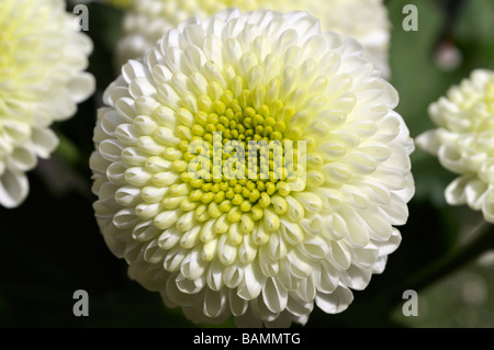 Asteraceae Chrysanthemum close up closeup flore fleurs et personne ne plante vivace pompon pom pon Banque D'Images