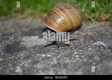 À un rythme d'escargot Banque D'Images