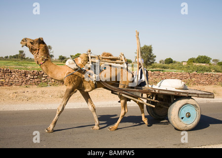 Homme monté sur un chariot de chameau le long d'une route, entre et d'Osian Jodhpur, Rajasthan, India Banque D'Images