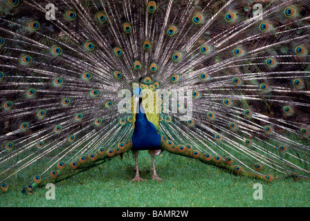 Paon bleu indien (Pavo cristatus) effectuant le rituel d'accouplement avec la queue en parade nuptiale Banque D'Images