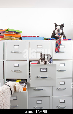 Poodle avec deux terriers Boston assis dans et sur le dessus de l'armoire à dossiers Banque D'Images