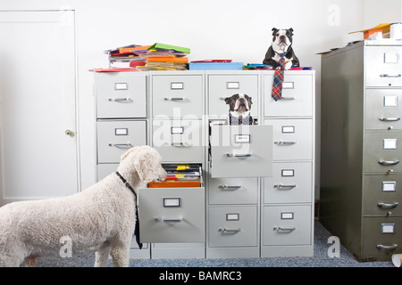 Poodle avec deux terriers Boston assis dans et sur le dessus de l'armoire à dossiers Banque D'Images