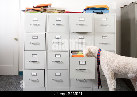 L'inhalation de caniche portant cravate n'ouvrir le tiroir de l'armoire à dossiers Banque D'Images