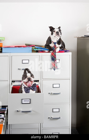 Deux Terriers Boston assis dans et sur le dessus de l'armoire à dossiers Banque D'Images