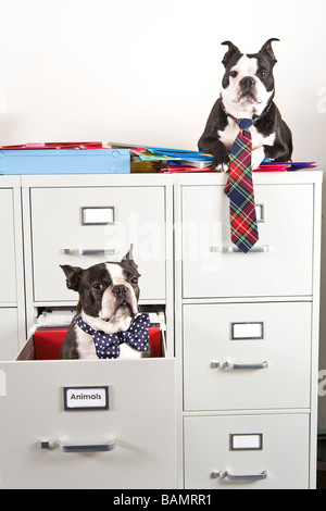 Deux Terriers Boston assis dans et sur le dessus de l'armoire à dossiers Banque D'Images