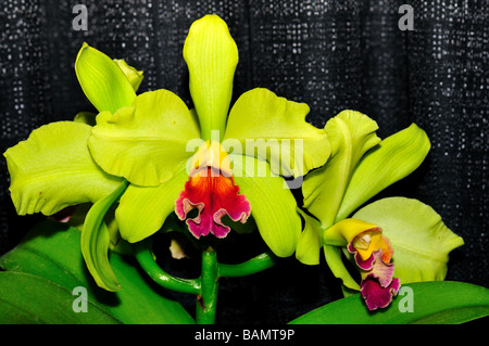 Fleurs d'orchidées. Hybrides de Cattleya jaune vert Banque D'Images
