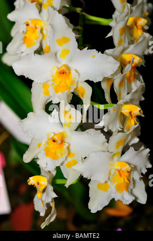 Fleurs d'orchidées. Blanc jaune Odontoglossum Banque D'Images