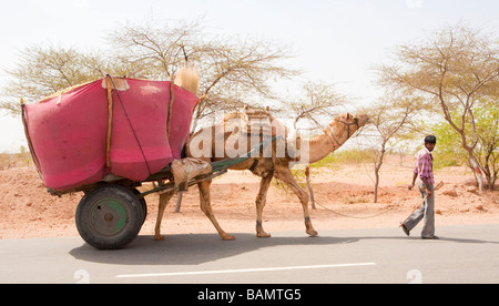 L'homme indien local avec Camel Panier Rajasthan Inde Banque D'Images