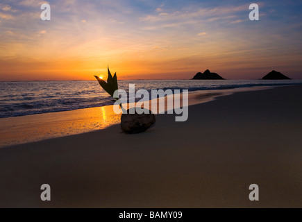 Une noix de coco germination échoués sur le rivage d'une plage tropicale à Hawaii au lever du soleil Banque D'Images