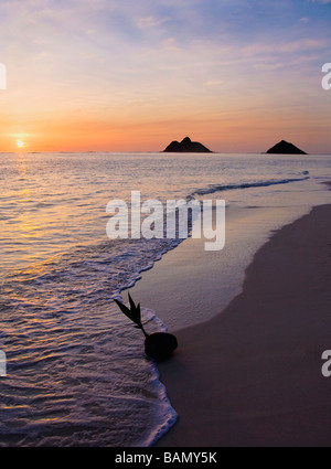 Une noix de coco germination échoués sur le rivage d'une plage tropicale à Hawaii au lever du soleil Banque D'Images