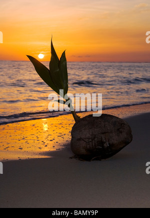 Une noix de coco germination échoués sur le rivage d'une plage tropicale à Hawaii au lever du soleil Banque D'Images