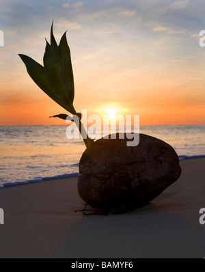 Une noix de coco germination échoués sur le rivage d'une plage tropicale à Hawaii au lever du soleil Banque D'Images