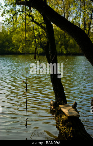 Rope swing sur arbre avec de l'eau dans l'arrière-plan. Banque D'Images