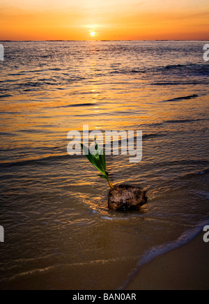 Une noix de coco germination échoués sur le rivage d'une plage tropicale à Hawaii au lever du soleil Banque D'Images