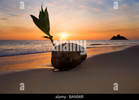 Une noix de coco germination échoués sur le rivage d'une plage tropicale à Hawaii au lever du soleil Banque D'Images