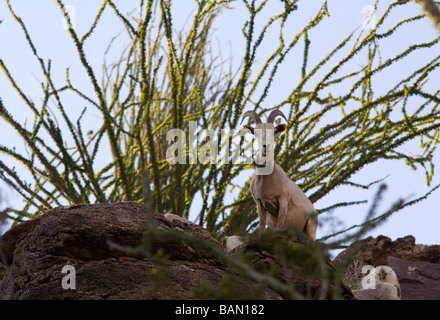 Désert ou Peninsular bighorn (Ovis canadensis nelsoni) avec collier émetteur, en voie de disparition, parc d'état d'Anza-Borrego, Cal Banque D'Images