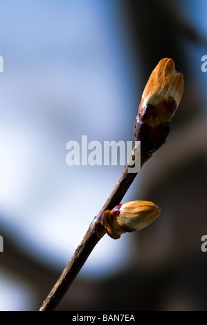 Libre d'un budbreaking marronnier (Aesculus hippocastanum) au printemps Banque D'Images