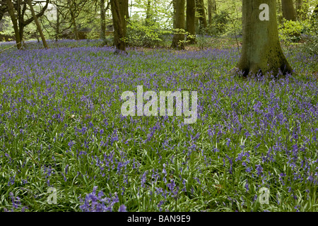 Tapis de jacinthes dans l'Oxfordshire la forêt dans les Chilterns Banque D'Images