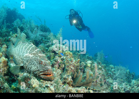 Scuba Diver, avec une torche, regarder un poisson sur les récifs entourant l'île Grand Caïman, aux îles Caïmans. Banque D'Images