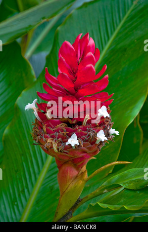 La grande fleur rouge de la famille du gingembre au Costa Rica, Amérique centrale. Banque D'Images