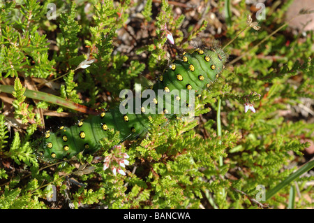 Saturnia pavonia empereur espèce d'oiseaux de Caterpillar UK Banque D'Images