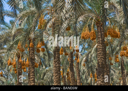 paln dattiers Banque D'Images