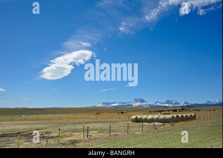 Chief Mountain dans le Parc National de Glacer Montana avec le pâturage du bétail dans le sud de l'Alberta Canada Banque D'Images