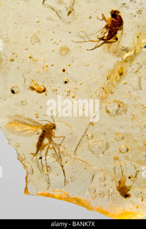 Mouches piégées dans l'ambre copal de Madagascar (jeunes - 10 000 à 100 000 ans) Banque D'Images