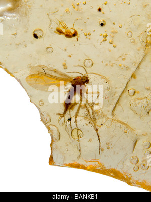 Les insectes piégés dans l'ambre copal de Madagascar (jeunes - 10 000 à 100 000 ans) Banque D'Images