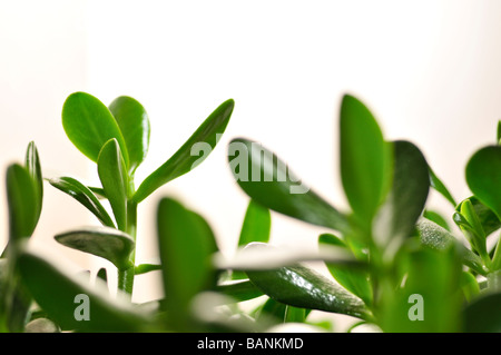 Jade plant arbre d'amitié ou de l'argent plante Crassula ovata vert feuilles succulentes Banque D'Images