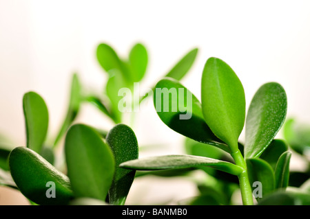 Jade plant arbre d'amitié ou de l'argent plante Crassula ovata vert feuilles succulentes Banque D'Images