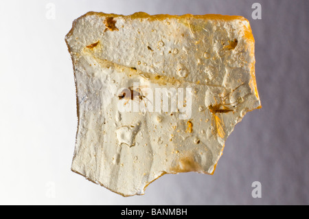 Mouches piégées dans l'ambre copal de Madagascar (jeunes - 10 000 à 100 000 ans) Banque D'Images