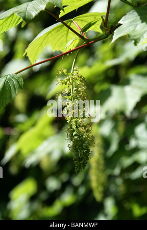 Fleurs, Sycomore Acer pseudoplatanus, Aceraceae Banque D'Images