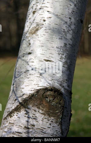 Tronc d'arbre du bouleau blanc (Betula papyrifera), le nord des Etats-Unis par Carol Dembinsky/Dembinsky Assoc Photo Banque D'Images