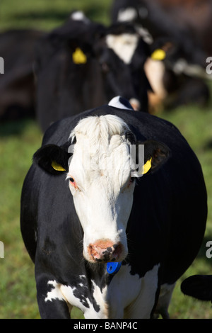 À la vache à l'appareil photo directement dans le cadre de troupeau de bovins vaches gérées marqués dans un champ dans le comté de Tyrone en Irlande du Nord uk Banque D'Images