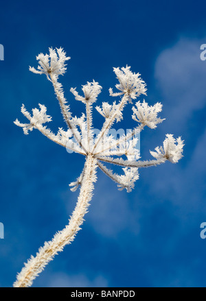 Givre sur la Berce du Caucase, Heracleum sphondylium, Somerset, Angleterre. Banque D'Images