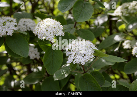 Wayfaring Tree, Viburnum lantana, Adoxaceae Banque D'Images