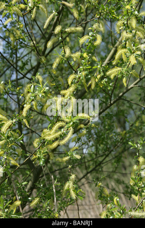 White Willow, Salix alba, Salicaceae, chatons mâles en Avril Banque D'Images