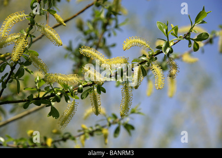 White Willow, Salix alba, Salicaceae, chatons mâles en Avril Banque D'Images