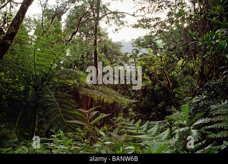 Fougères et plantes tropicales vert épais dans la forêt tropicale de la Réserve Biologique de MONTEVERDE COSTA RICA Banque D'Images