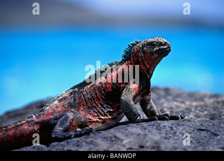 Les Galapagos Iguane marin Amblyrhynchus cristatus est le seul lézard de mer dans le monde ISLA SANTA FE GALÁPAGOS Banque D'Images