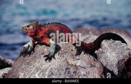 Les Galapagos Iguane marin Amblyrhynchus cristatus est le seul lézard de mer dans le monde ISLA SANTA FE GALÁPAGOS Banque D'Images