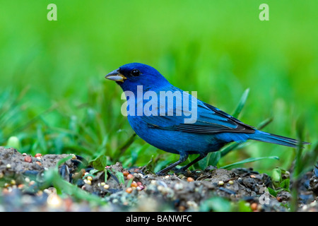 Passerin indigo Passerina cyanea Banque D'Images