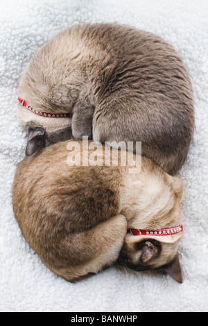 Deux chats siamois avec diamond colliers cloutés dormir dans une symétrie parfaite Banque D'Images