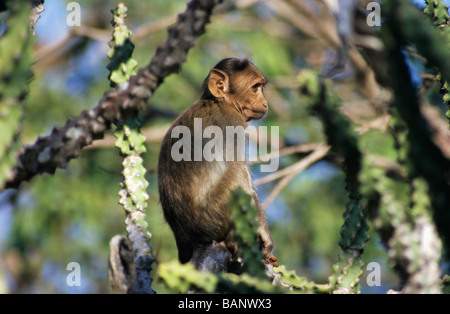 Macaque rhésus à Borivali National Park, à Mumbai. Banque D'Images
