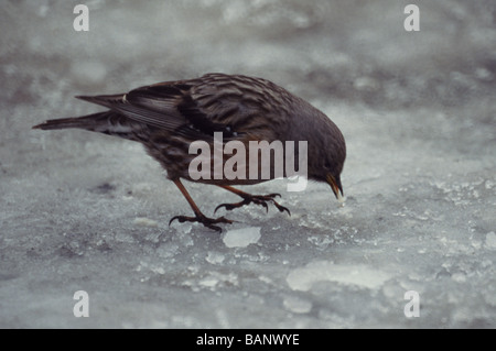 'Alpine Accentor Prunella collaris' des profils en Français Pyrénées en hiver à une altitude de 1750 mètres. Banque D'Images