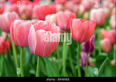 Tulipe rose (tulipa) croissant dans un jardin Banque D'Images