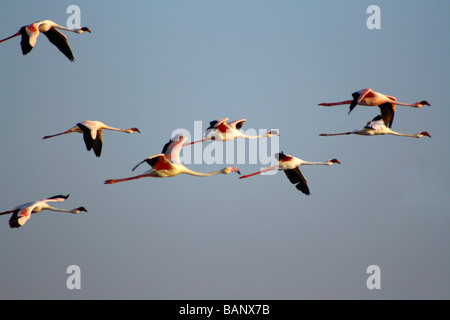 Flamant rose. Phoenicopterus roseus. Mahul., Mumbai. Banque D'Images